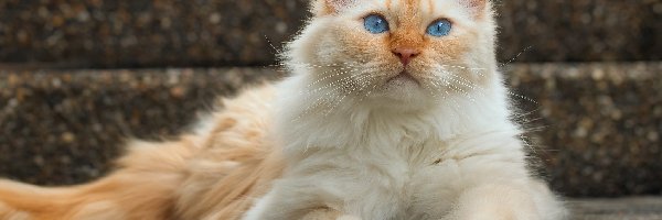 Kot, Biało-rudy, Niebieskooki