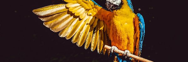 Ara żółtoskrzydła, Papuga, Ptak