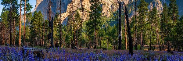 Drzewa, Kalifornia, Kwiaty, Skała, Park Narodowy Yosemite, Góra, El Capitan, Stany Zjednoczone