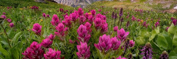 Stany Zjednoczone, Różowe, Kwiaty, San Juan Mountains, Góry, Kolorado, Łąka