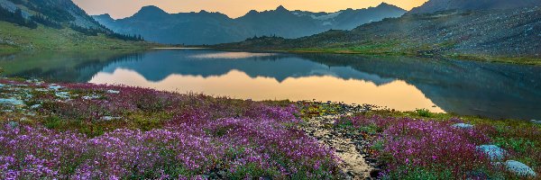 Kwiaty, Jezioro Russet, Kanada, Kolumbia Brytyjska, Drzewo, Kamienie, Park prowincjonalny Garibaldi, Góry