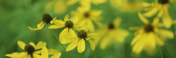 Żółte, Zbliżenie, Kwiaty, Rudbekia naga