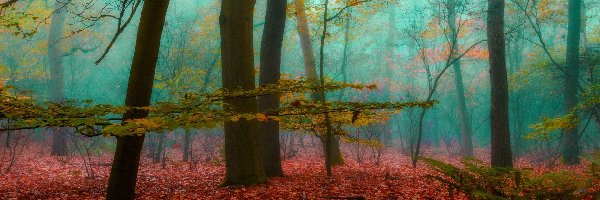 Jesień, Drzewa, Mgła, Las