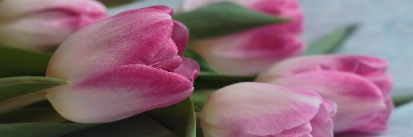 Tulipany, Różowo-białe, Kwiaty