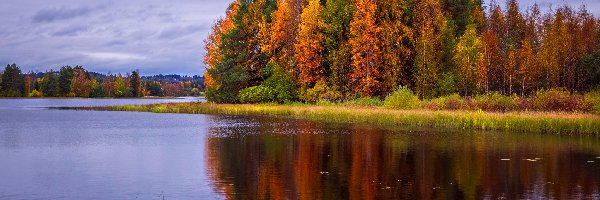 Sotkamo, Jezioro, Finlandia, Gmina, Pożółkłe, Drzewa, Trawa, Jesień, Las, Vuokatti