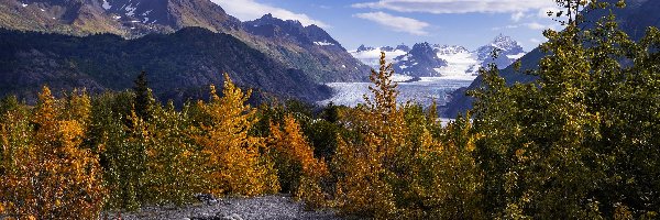 Drzewa, Góry, Stany Zjednoczone, Alaska, Żółte, Kamienie, Droga, Jesień