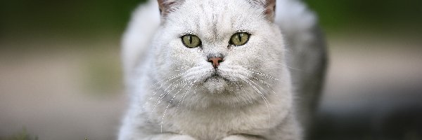 Spojrzenie, Kot, Biały