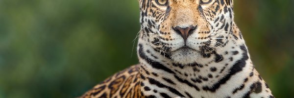 Skała, Jaguar, Leżący