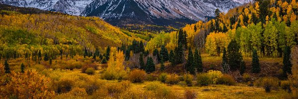 Roślinność, Góra, Mount Sneffels, Kolorado, Stany Zjednoczone, Drzewa, Jesień