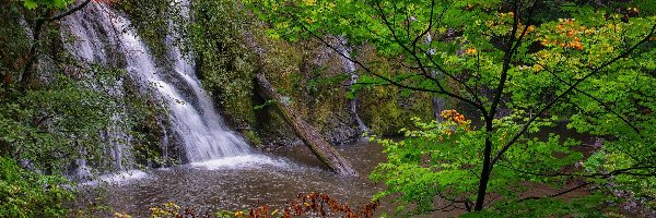 Drzewa, Wodospad, Stany Zjednoczone, Oregon, Beaver Creek Falls, Rośliny, Park Narodowy Olympic, Skały