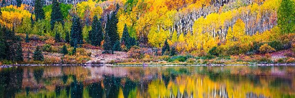 Jesień, Pożółkłe, Drzewa, Odbicie, Las, Jezioro