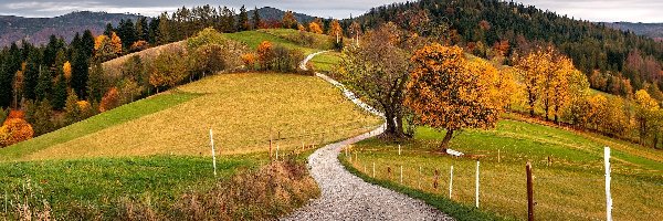 Jesień, Beskidy, Droga, Góry, Polska, Las, Drzewa