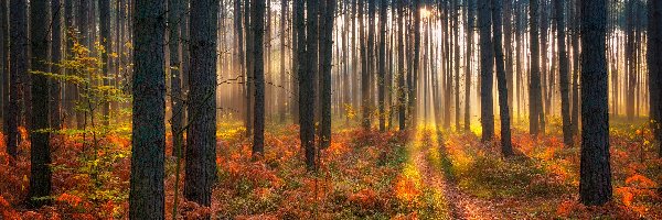 Las, Roślinność, Drzewa, Przebijające światło, Jesień