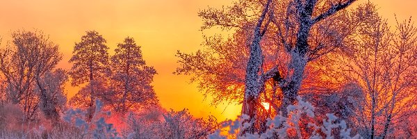 Zima, Drzewa, Wschód słońca, Krzewy, Oszronione