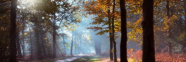 Mgła, Drzewa, Jesień, Poranek, Droga, Przebijające światło, Liście, Las