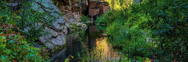 Skały, Rzeka, Stany Zjednoczone, Arizona, Drzewa, Kamienie, Sedona, West Fork Oak Creek