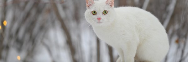 Biały, Kot, Siedzący, Spojrzenie, Pień