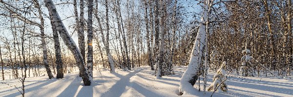 Drzewa, Las, Brzozy, Śnieg, Zima