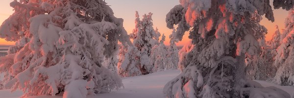 Drzewa, Zima, Śnieg, Zaśnieżone