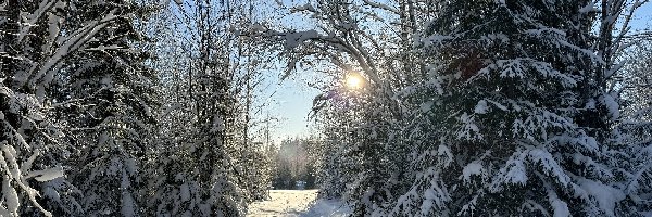 Droga, Drzewa, Zaśnieżona, Słońce, Ośnieżone, Zima
