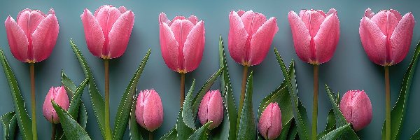 Różowe, Tulipany, Kwiat