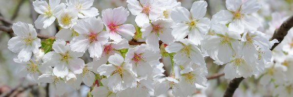 Białe, Kwiaty, Rozkwitnięte, Drzewo owocowe, Gałązka