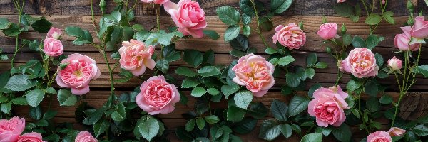 Róże, Drewno, Liście, Różowe