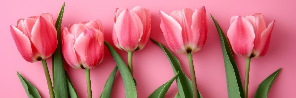 Tulipany, Tło, Różowe, Kwiaty