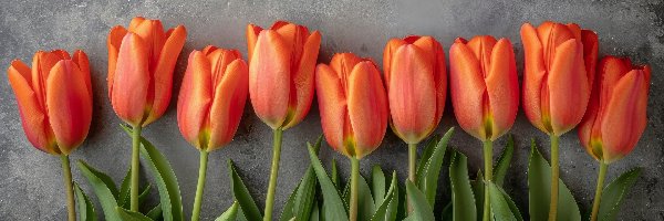 Tulipany, Tło, Ciemne, Kwiaty