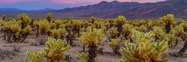 Cholla, Park Narodowy Joshua Tree, Kaktusy, Góry, Kalifornia, Stany Zjednoczone