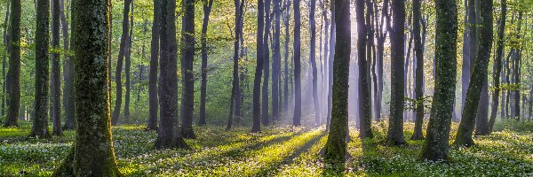 Drzewa, Poranek, Las, Czosnek niedźwiedzi, Promienie słońca