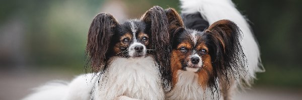 Spaniele kontynentalne miniaturowe Papillon, Psy, Dwa