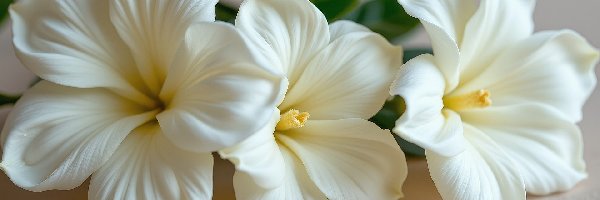 Białe, Zbliżenie, Kwiaty, Trzy