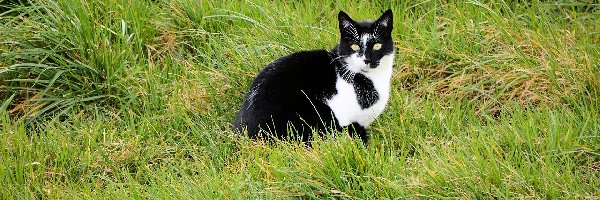 Trawa, Kot, Biało-czarny