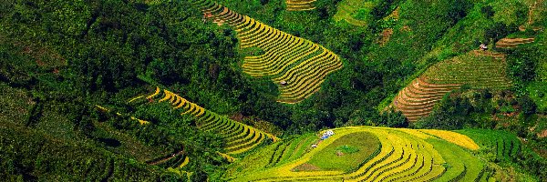 Pola, Góry, Tarasy ryżowe, Wietnam, Wzgórza