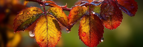 Jesienne, Liście, Mokre, Grafika AI, Krople