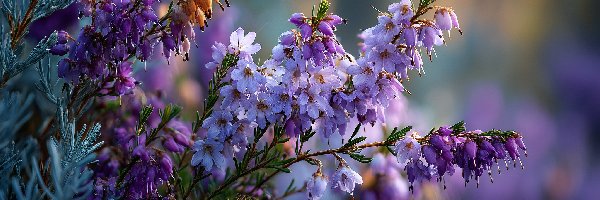 Grafika AI, Kwiaty, Wrzosiec