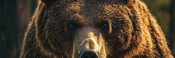 Niedźwiedź brunatny, Głowa, Zbliżenie, Grafika AI, Spojrzenie