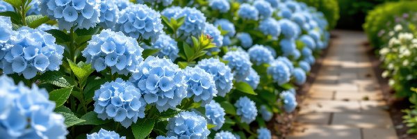 Hortensje, Alejka, Krzewy, Niebieskie