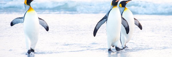 Pingwiny cesarskie, Trzy