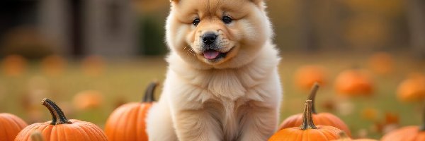 Grafika AI, Chow chow, Dynie, Szczeniak, Pies, Jesień, Liście