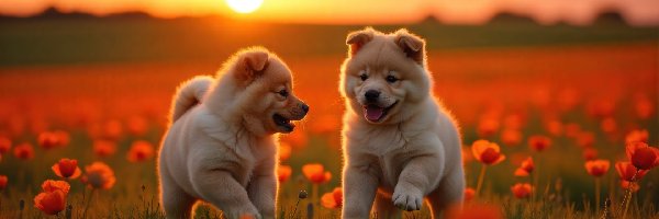 Pole, Dwa, Maki, Zachód słońca, Szczeniaki