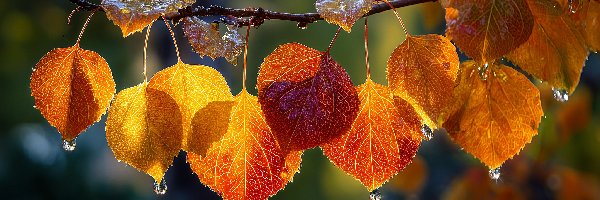 Gałązka, Liście, Jesienne, AI, Krople