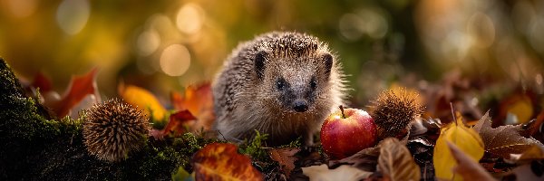 Jeż, Pożółkłe, Jabłko, Grafika AI, Liście