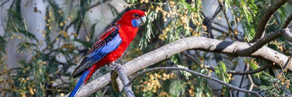 Gałązka, Papuga, Rozella królewska