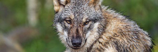 Szary, Głowa, Wilk, Leżący