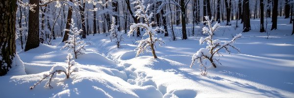 Przebijające światło, Ośnieżone, Drzewa, Ślady, Las, Zima