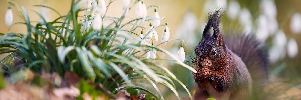 Przebiśniegi, Kwiaty, Wiewiórka