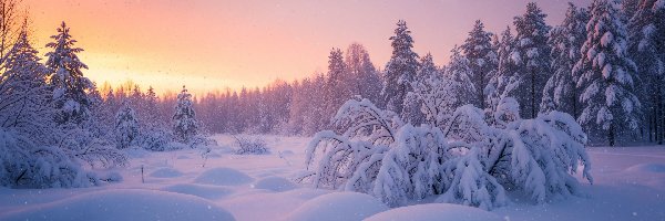 Zaspy, Drzewa, Ośnieżone, Wschód słońca, Las, Zima