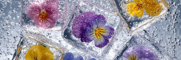 Kwiaty, Kostki, Bratki, Grafika AI, Lodu